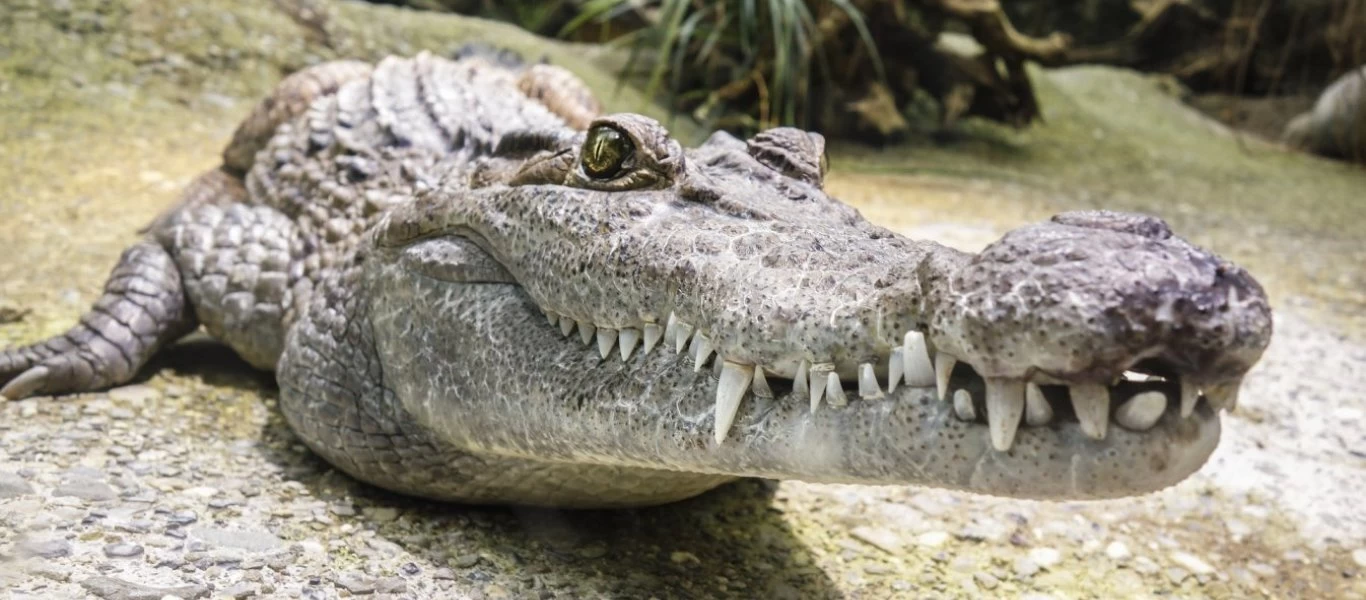 Ινδία: Άνδρας ομολόγησε πως σκότωσε πάνω από 50 οδηγούς ταξί και τους... πετούσε σε κροκόδειλους (φώτο)